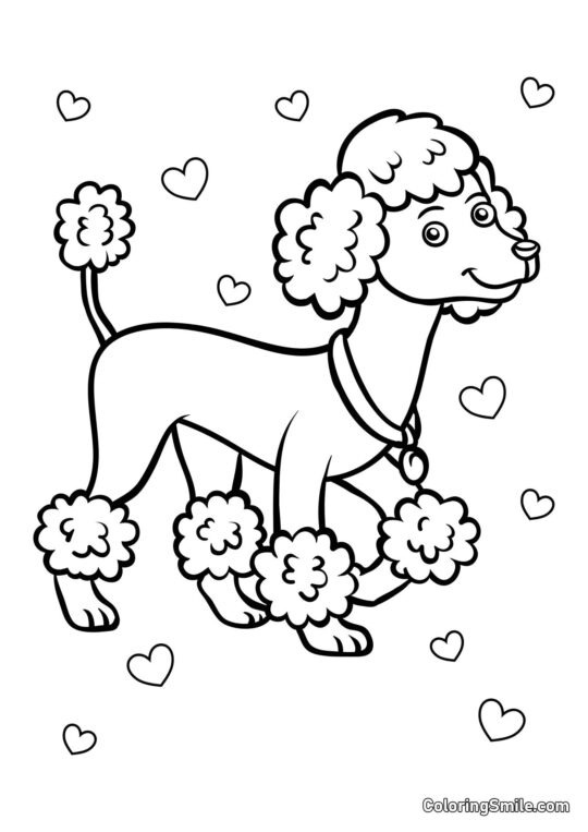 Poodle fofo - Página para Colorir