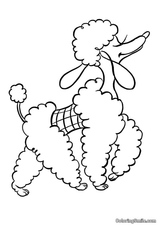Poodle - Página para Colorir
